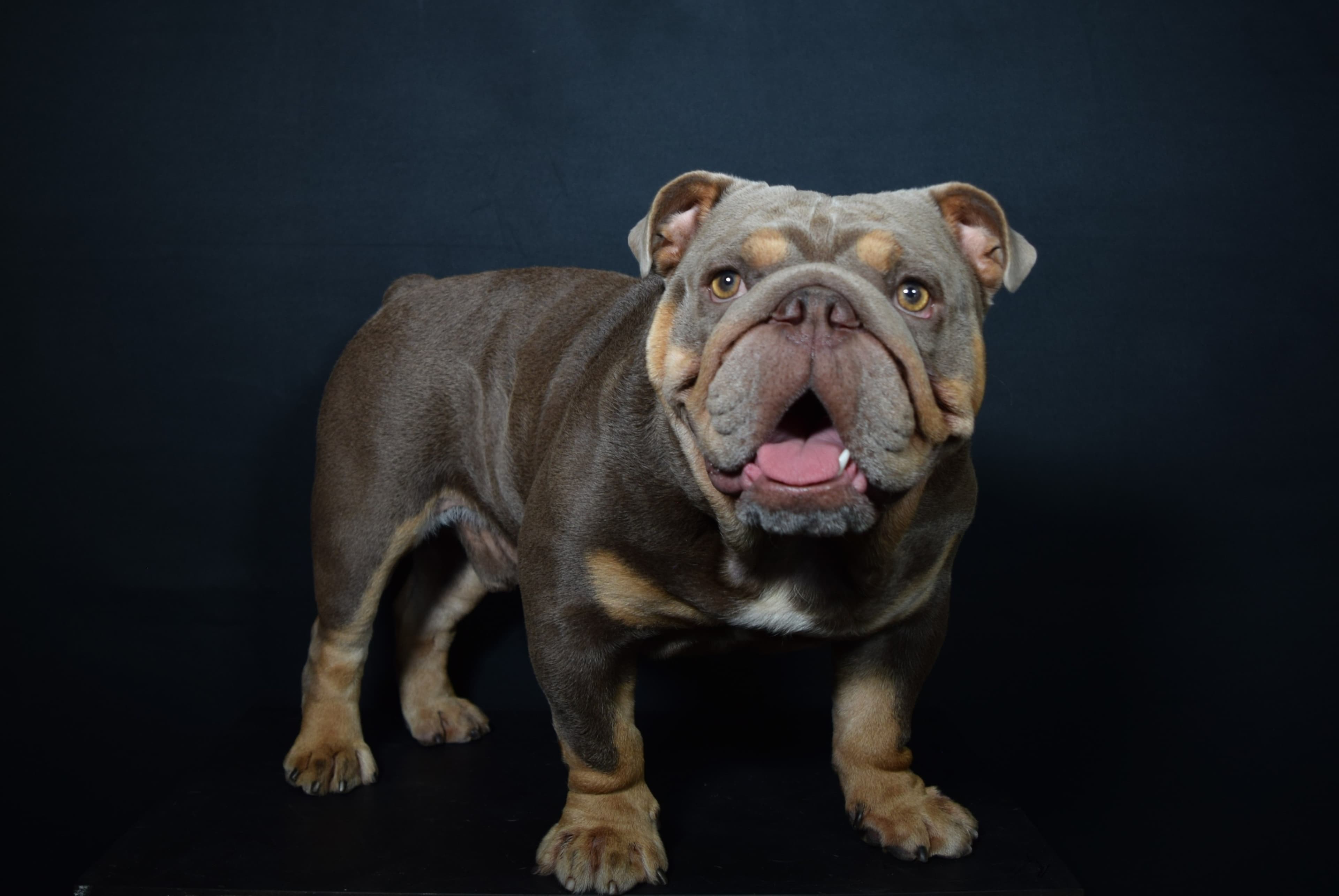 Calderon Bulldogs
