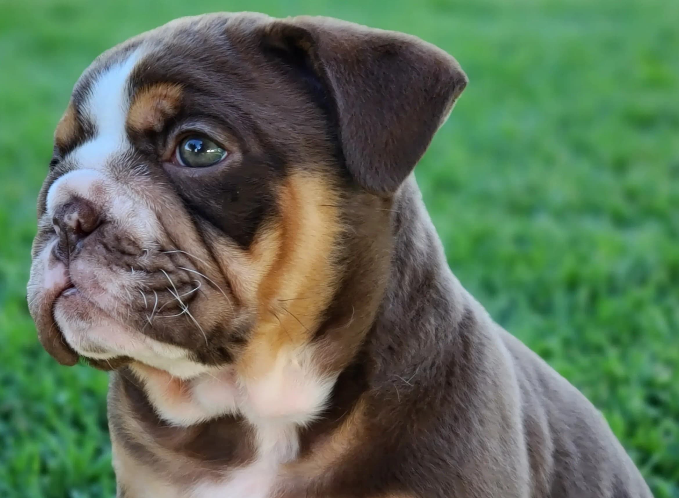 Steph's Puppies